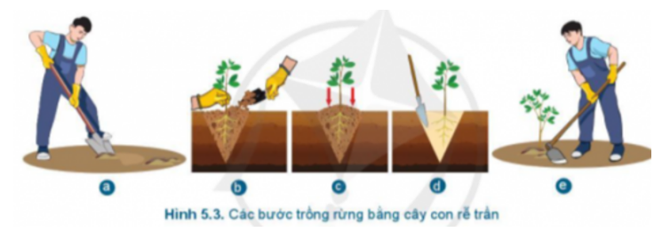 Các hình ảnh trong Hình 5.3 tương ứng với những bước nào trong quy trình trồng rừng