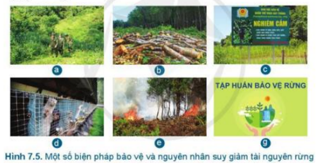 Trong các hoạt động ở Hình 7.5, hoạt động nào làm suy giảm tài nguyên rừng? Vì sao?