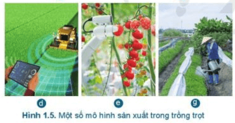 Lý thuyết Công nghệ 7 Cánh diều Bài 1: Giới thiệu chung về trồng trọt