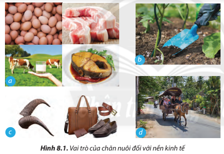  Từ Hình 8.1, em hãy nêu những lợi ích mà các sản phẩm mà các sản phẩm của ngành chăn nuôi mang lại