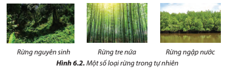 Những loại rừng ở Hình 6.2 được gọi tên theo đặc điểm nào của rừng? 