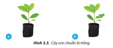 Quan sát Hình 3.3, hãy chỉ ra cây con không nên chọn để trồng. Vì sao?