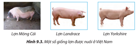 So sánh đặc điểm ngoại hình của lợn Landrace và Yorkshire ( Hình 9.3)