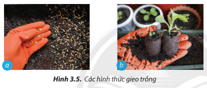 Hãy trình bày các hình thức gieo trồng cây được minh hoạ ở Hình 3.5