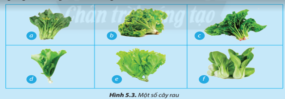 Quan sát Hình 5.3 và cho biết cây nào là cây cải xanh cây cải xanh đã được hướng dẫn trồng ở trên? 