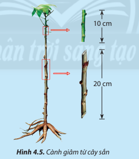 Thân cây sắn sau khi thu hoạch sẽ được cắt thành các đoạn ngắn để làm giống
