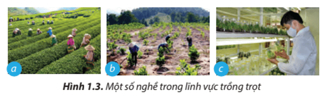 Lý thuyết Công nghệ 7 Chân trời sáng tạo Bài 1: Nghề trồng trọt ở Việt Nam