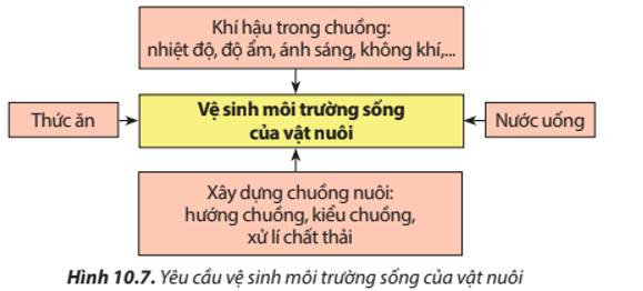 Lý thuyết Công nghệ 7 Chân trời sáng tạo Bài 10: Kĩ thuật nuôi dưỡng, chăm sóc vật nuôi