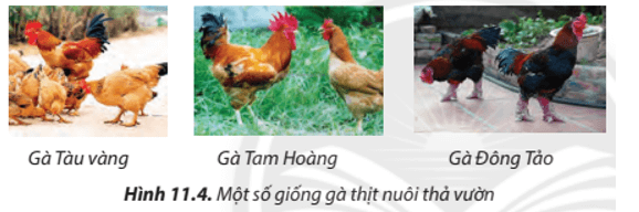 Lý thuyết Công nghệ 7 Chân trời sáng tạo Bài 11: Kĩ thuật chăn nuôi gà thịt thả vườn