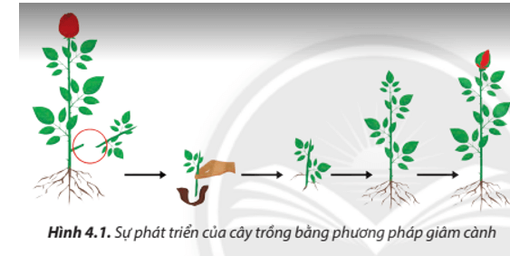 Lý thuyết Công nghệ 7 Chân trời sáng tạo Bài 4: Nhân giống cây trồng bằng phương pháp giâm cành