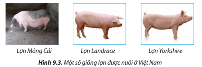 Lý thuyết Công nghệ 7 Chân trời sáng tạo Bài 9: Một số phương thức chăn nuôi ở Việt Nam