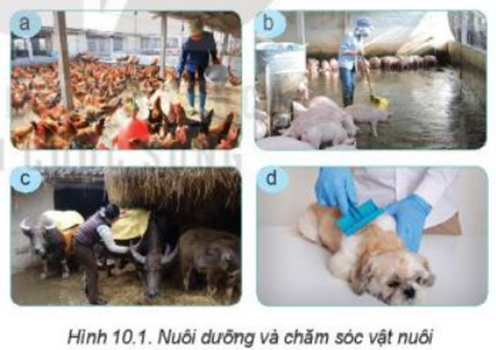 Quan sát Hình 10.1 và cho biết nuôi dưỡng, chăm sóc vật nuôi bao gồm