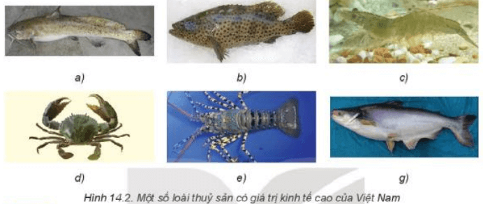 Lý thuyết Công nghệ 7 Kết nối tri thức Bài 14: Giới thiệu về thủy sản