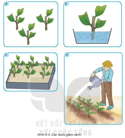 Lý thuyết Công nghệ 7 Kết nối tri thức Bài 5: Nhân giống vô tính cây trồng