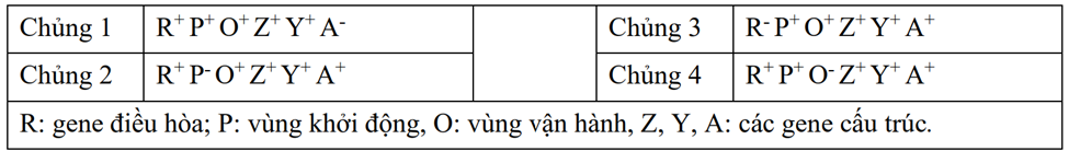 Đề thi Giữa kì 1 Sinh học 12 Cánh diều có đáp án (3 đề + ma trận)