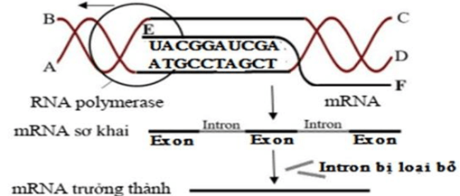 3 Đề thi Giữa kì 1 Sinh học 12 Kết nối tri thức (có đáp án + ma trận)