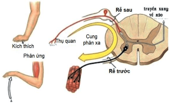 Đề thi Giữa kì 2 Sinh học lớp 8 có đáp án (6 đề)