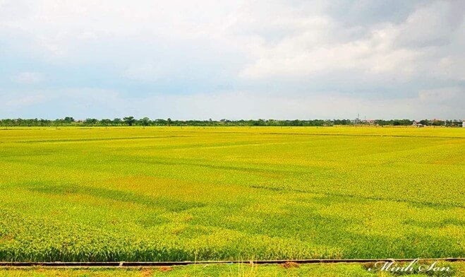 Em hãy sưu tầm tư liệu để giải thích lí do cây lúa nước phù hợp với điều kiện tự nhiên Việt Nam