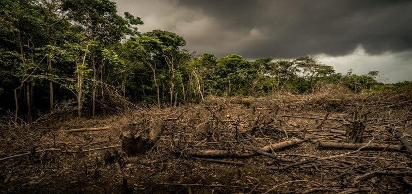 Em hãy sưu tầm tư liệu để viết một báo cáo ngắn về hậu quả của việc phá rừng