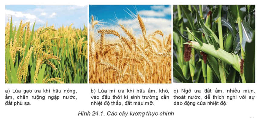 Lý thuyết Địa Lí 10 Kết nối tri thức Bài 24: Địa lí ngành nông nghiệp
