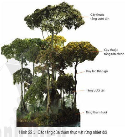 Lý thuyết Địa Lí 6 Bài 22: Sự đa dạng của thế giới sinh vật. Các đới thiên nhiên trên Trái Đất. Rừng nhiệt đới | Cánh diều