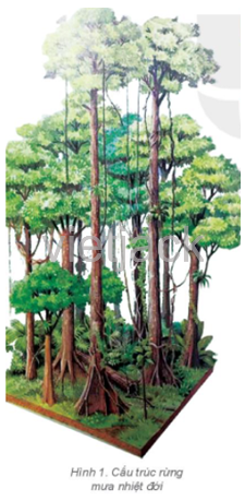 hình 1, 2, 3 em hãy: Trình bày đặc điểm của rừng nhiệt đới