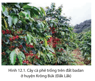 Dựa vào hình 12.1 và thông tin trong bài em hãy phân tích Đặc điểm của đất feralit