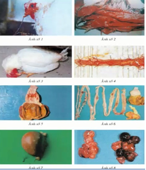 Công nghệ 10 Bài 36: Thực hành: Quan sát triệu chứng, bệnh tích của gà bị mắc bệnh Niu cát-xơn và cá trắm cỏ bị bệnh xuất huyết do virut | Giải bài tập Công nghệ lớp 10