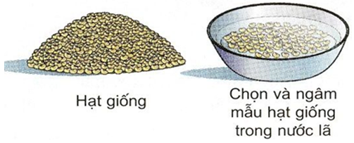 Công nghệ 7 Bài 18: Thực Hành : Xác định sức nảy mầm và tỉ lệ nảy mầm của hạt giống | Giải bài tập Công nghệ lớp 7