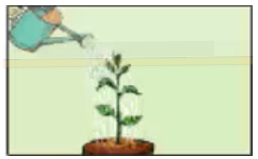 Công nghệ 7 Bài 19: Các biện pháp chăm sóc cây trồng | Giải bài tập Công nghệ lớp 7