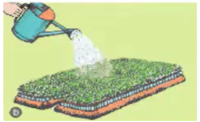 Công nghệ 7 Bài 24: Gieo hạt và chăm sóc vườn gieo ươm cây rừng | Giải bài tập Công nghệ lớp 7