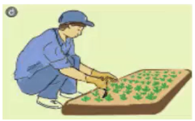 Công nghệ 7 Bài 24: Gieo hạt và chăm sóc vườn gieo ươm cây rừng | Giải bài tập Công nghệ lớp 7