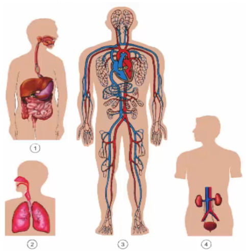 Bài 3: Trao đổi chất ở người (tiếp theo)