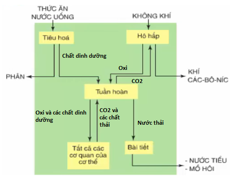 Bài 3: Trao đổi chất ở người (tiếp theo)