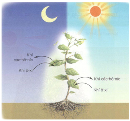 Bài 60: Nhu cầu không khí của thực vật