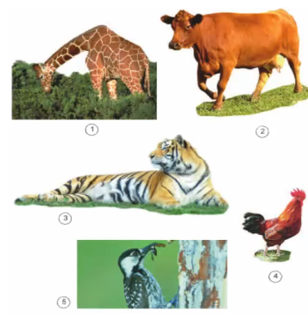 Bài 63: Động vật ăn gì để sống