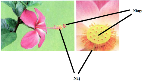 Bài 51: Cơ quan sinh sản của thực vật có hoa