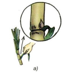 Bài 54: Cây con có thể mọc lên từ một số bộ phận của cây mẹ