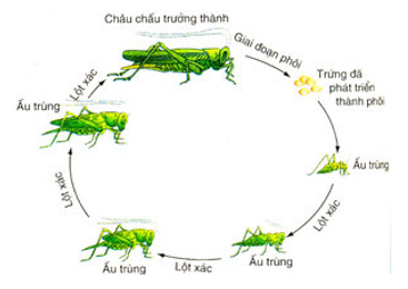 Bài 56: Sự sinh sản của côn trùng