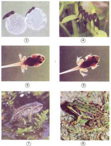 Bài 57: Sự sinh sản của ếch