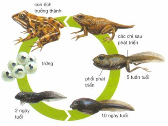Bài 57: Sự sinh sản của ếch