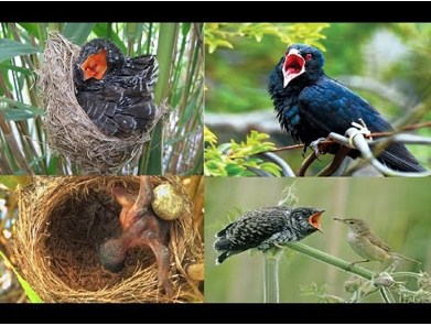 Bài 58: Sự sinh sản và nuôi con của chim