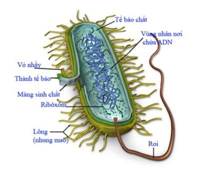 Vẽ sơ đồ cấu trúc tế bào vi khuẩn và chú thích