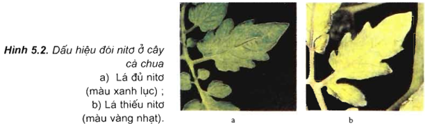 Lý thuyết Sinh 11 Bài 5: Dinh dưỡng nitơ ở thực vật | Lý thuyết Sinh học 11 ngắn gọn