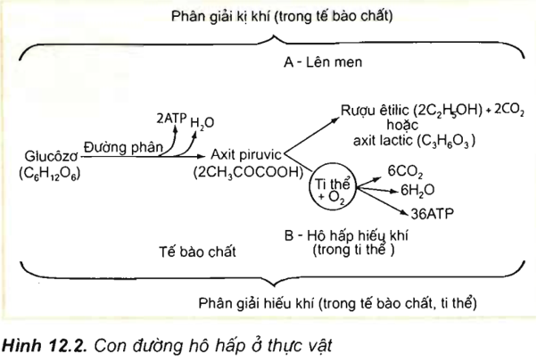 Lý thuyết Sinh 11 Bài 12: Hô hấp ở thực vật | Lý thuyết Sinh học 11 ngắn gọn