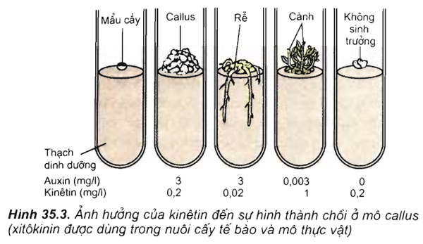 Lý thuyết Sinh 11 Bài 35: Hoocmôn thực vật | Lý thuyết Sinh học 11 ngắn gọn