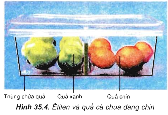 Lý thuyết Sinh 11 Bài 35: Hoocmôn thực vật | Lý thuyết Sinh học 11 ngắn gọn