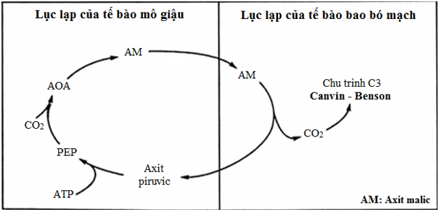 Lý thuyết Sinh 11 Bài 9: Quang hợp ở các nhóm thực vật C<sub>3</sub>, C<sub>4</sub> và CAM | Lý thuyết Sinh học 11 ngắn gọn