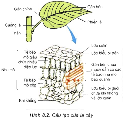 Lý thuyết Sinh 11 Bài 8: Quang hợp ở thực vật | Lý thuyết Sinh học 11 ngắn gọn