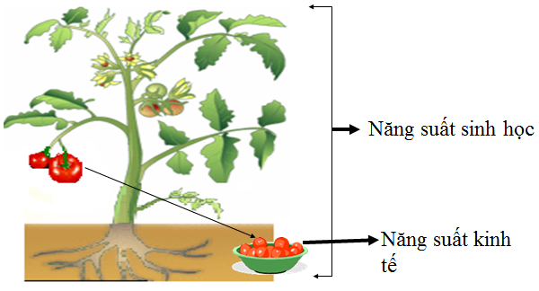 Lý thuyết Sinh 11 Bài 11: Quang hợp và năng suất cây trồng | Lý thuyết Sinh học 11 ngắn gọn